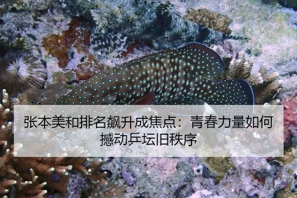 张本美和排名飙升成焦点：青春力量如何撼动乒坛旧秩序