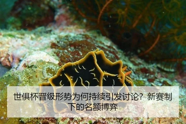 世俱杯晋级形势为何持续引发讨论？新赛制下的名额博弈
